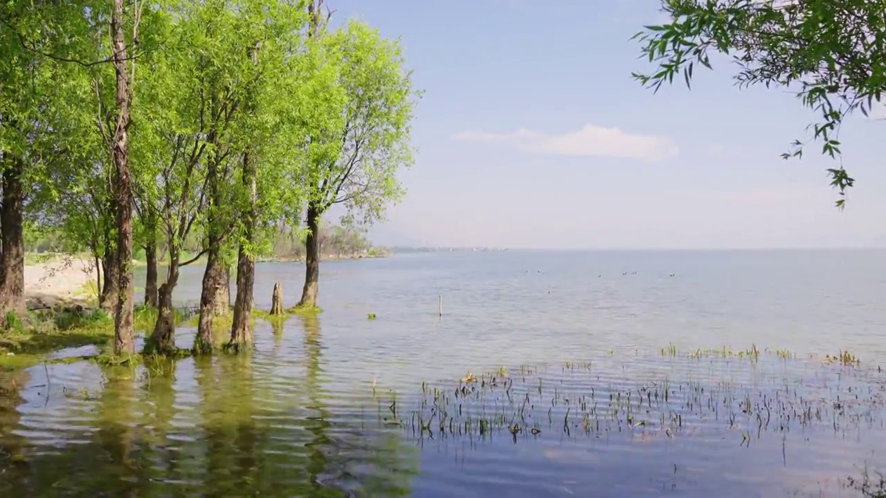 大理洱海湿地生态环境视频素材