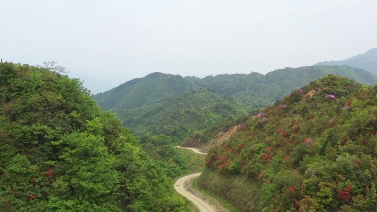 阳光下湖南邵阳金紫山的山路和红色的高山杜鹃视频素材