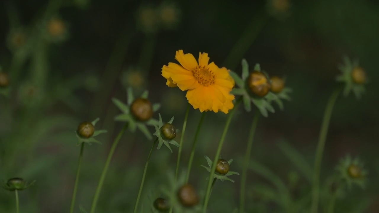 金盏菊在风中摇曳 引来蜜蜂驻足视频素材