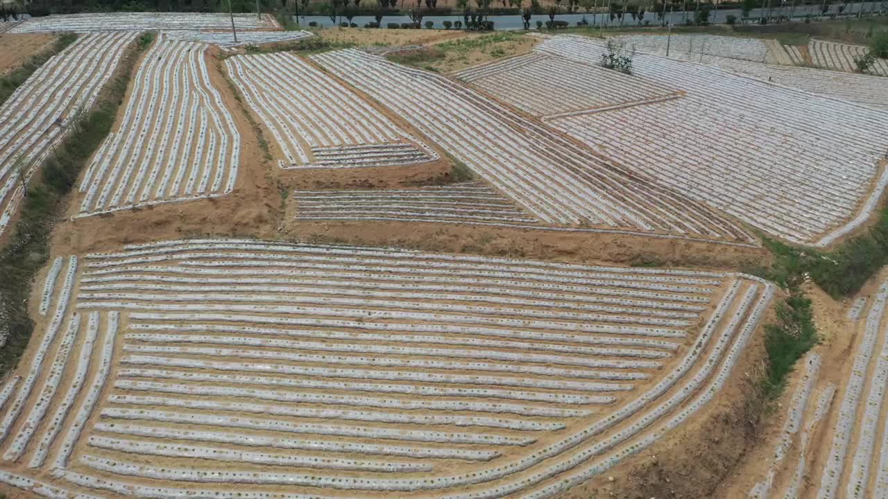 山东枣庄覆盖地膜播种的地块如同给大地披上白纱视频素材