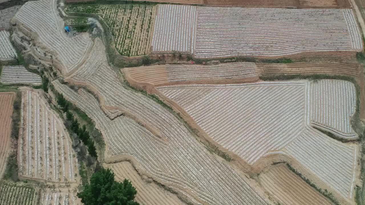 山东枣庄覆盖地膜播种的地块如同给大地披上白纱视频素材