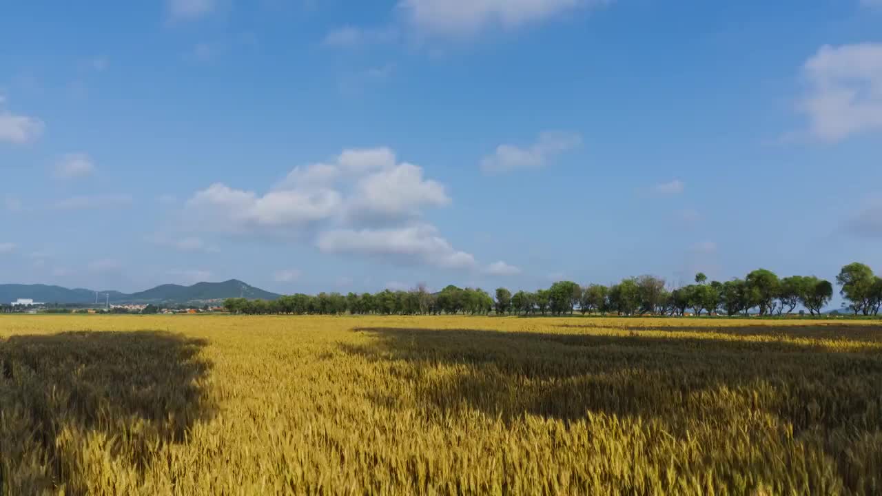 麦田熟了视频素材