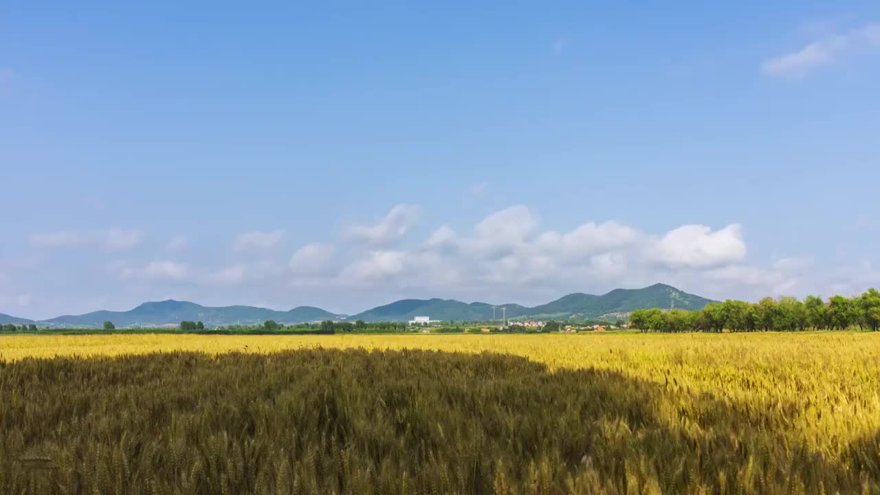 麦田熟了视频素材