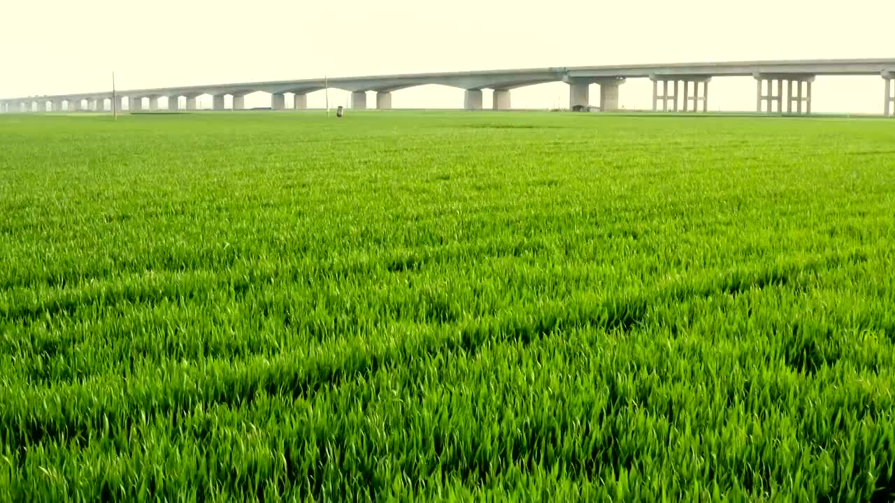 亚洲中国河南省郑州市夏季麦田航拍视频素材