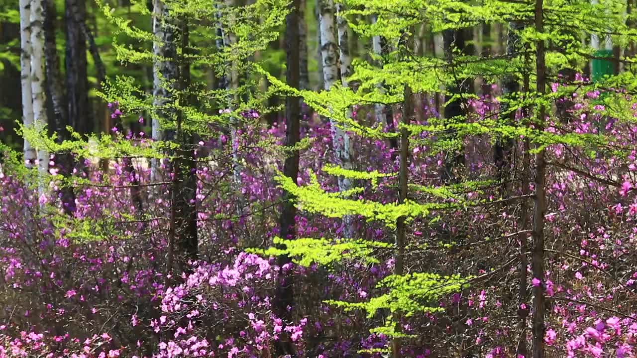 大兴安岭春季杜鹃花盛开的松林视频素材