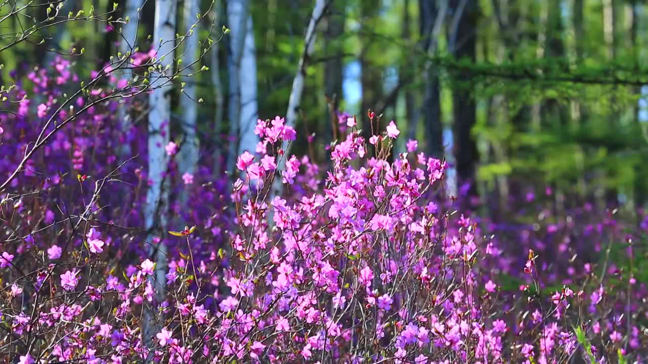 大兴安岭春季杜鹃花盛开的松林视频素材