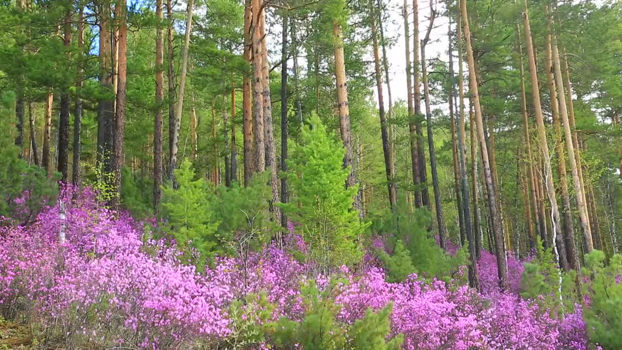 大兴安岭春季杜鹃花盛开的松林视频素材