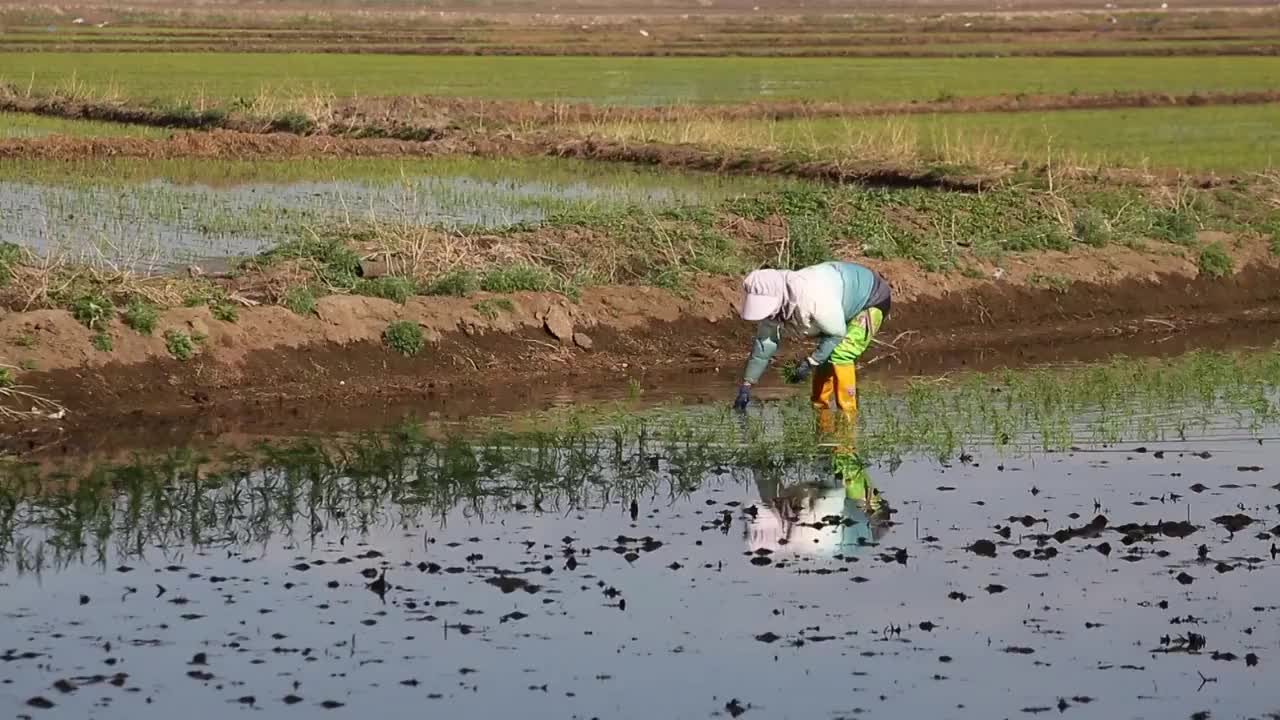 插秧，春播，水稻，补苗，稻田，农业视频素材