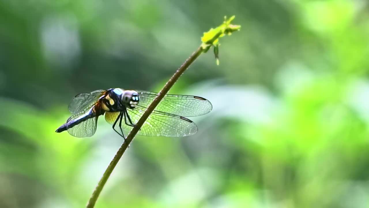 蜻蜓视频素材