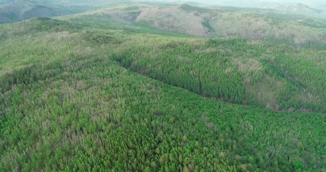 航拍大兴安岭早春绿色山林风景视频素材