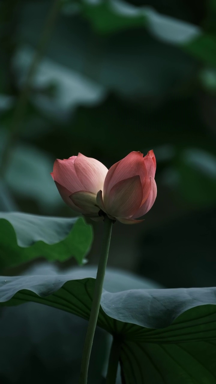 花开并蒂莲视频购买