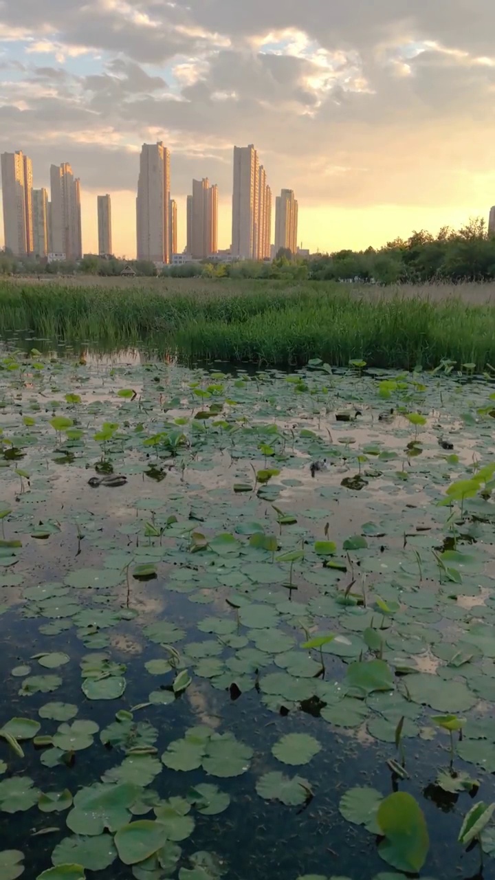 中国辽宁大连湿地公园野鸭群视频素材