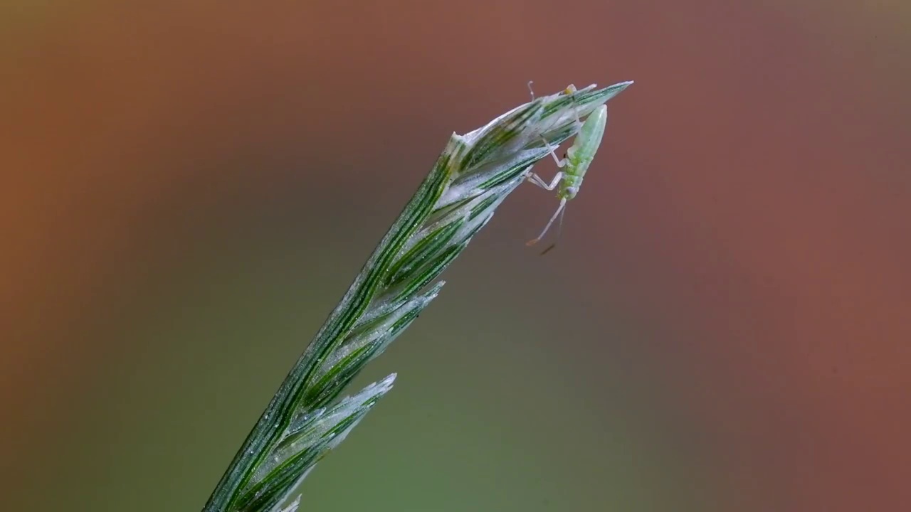 一只绿色的小虫子视频素材