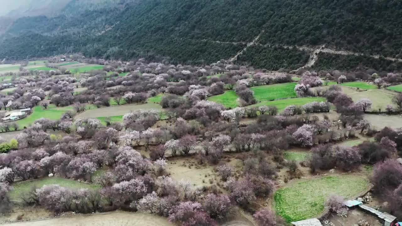 航拍林芝桃花沟视频素材