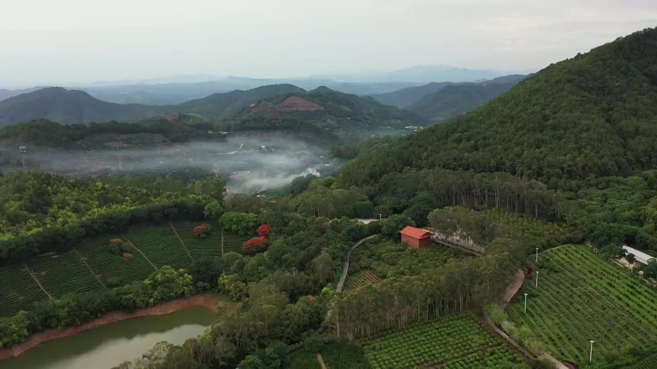 广东省梅州市梅县区雁南飞茶田景区航拍视频素材