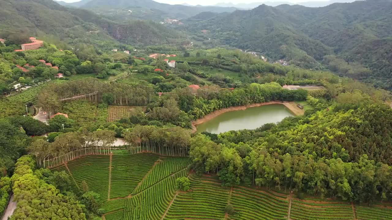 广东省梅州市梅县区雁南飞茶田景区航拍视频素材