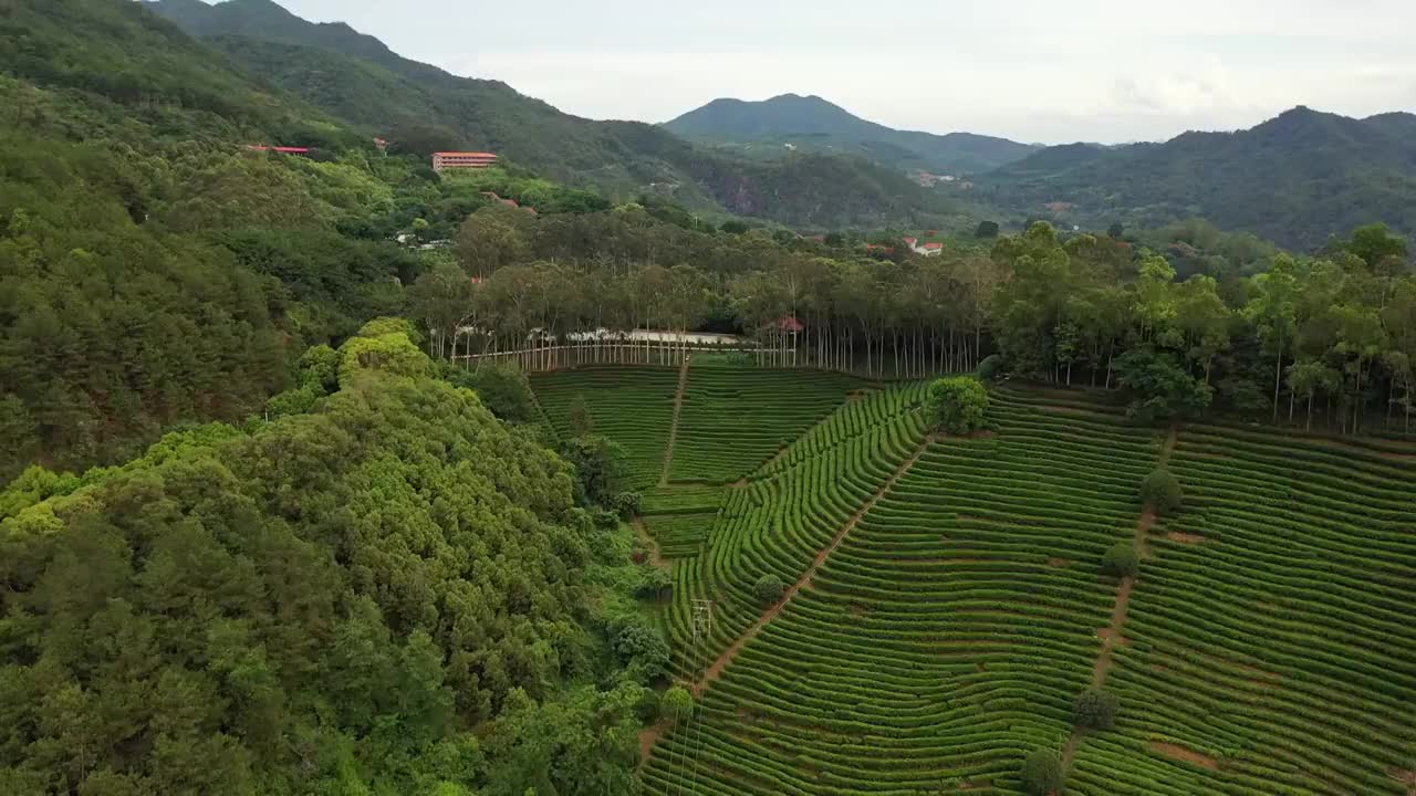 广东省梅州市梅县区雁南飞茶田景区航拍视频素材