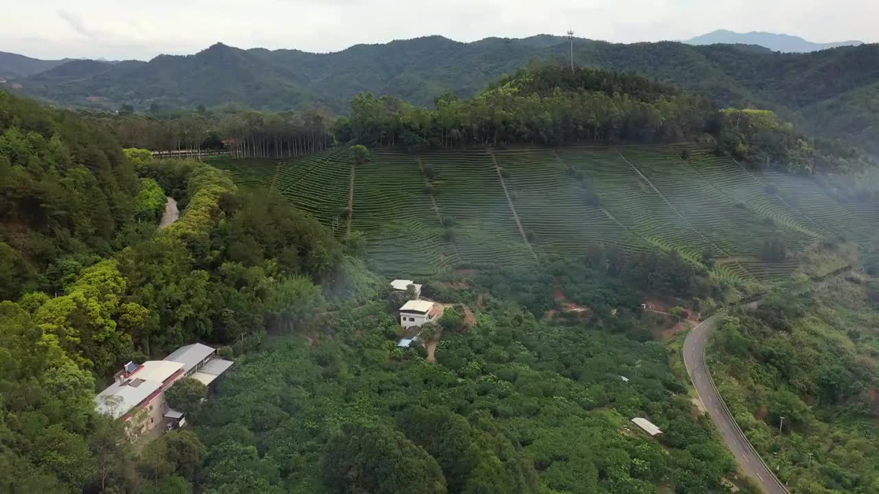 广东省梅州市梅县区雁南飞茶田景区航拍视频素材