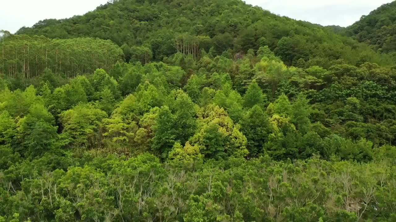 广东省梅州市梅县区雁南飞茶田景区航拍视频素材