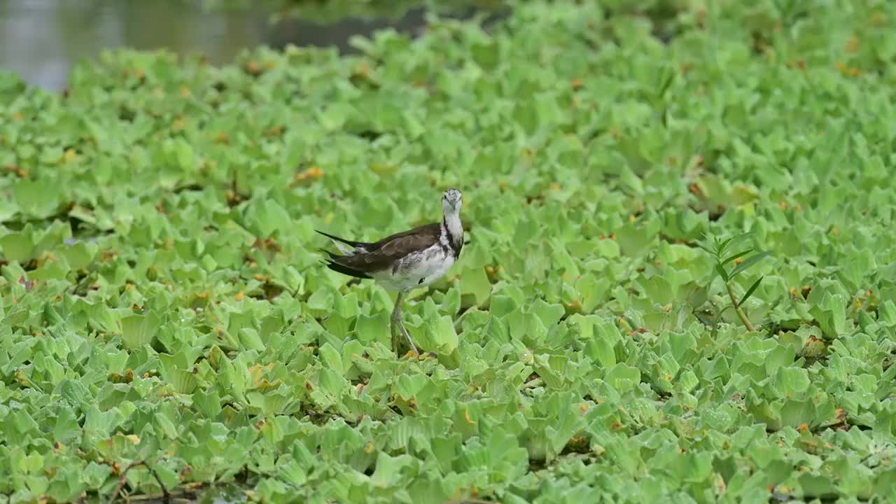 水雉梳理羽毛视频素材