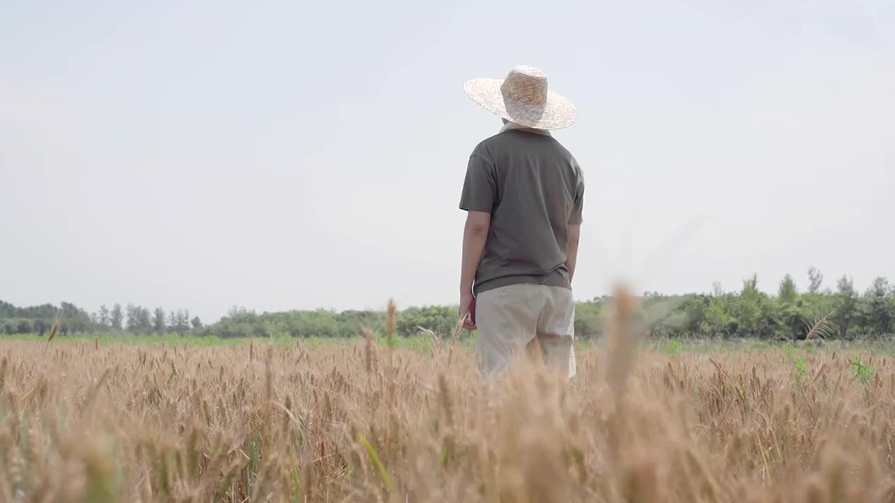 农民在麦田里劳动视频素材