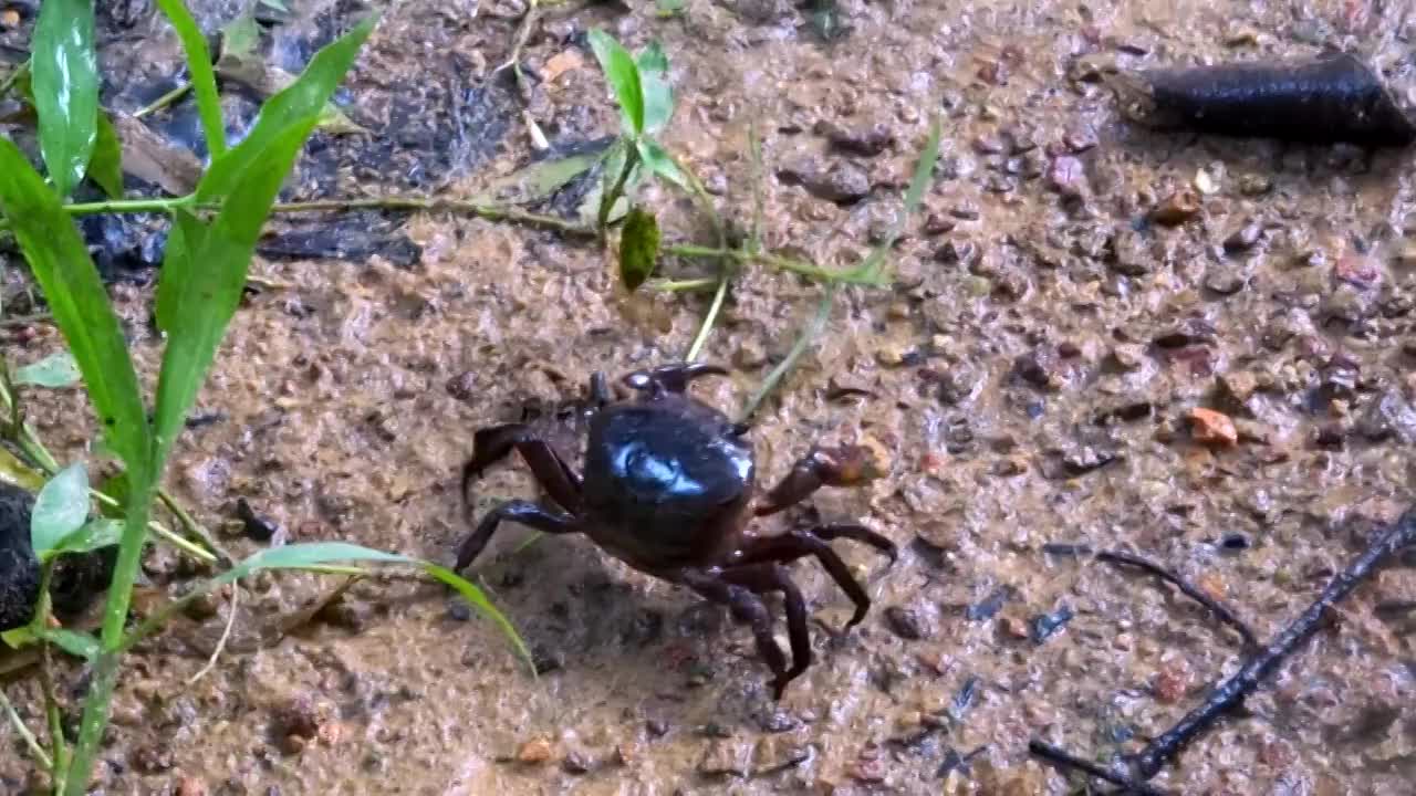 螃蟹视频素材