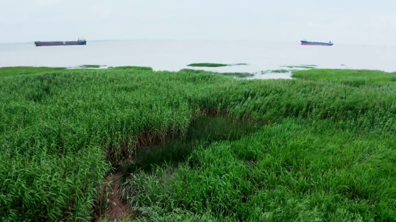 崇明芦苇丛视频素材