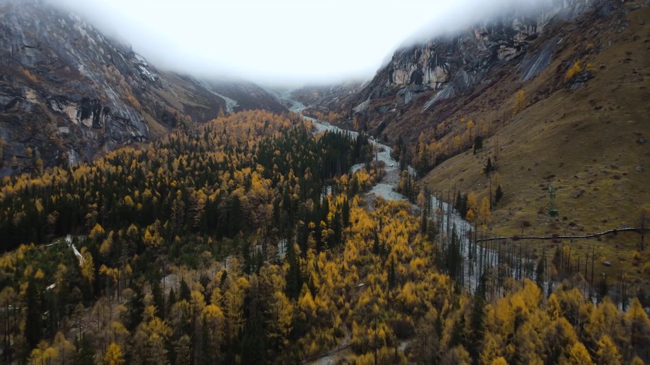 航拍秋天早晨四川小金县四姑娘山双桥沟，红杉林景点视频素材