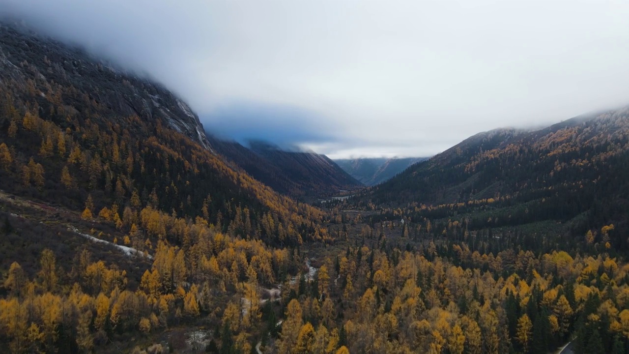 航拍秋天早晨四川小金县四姑娘山双桥沟，红杉林景点视频素材