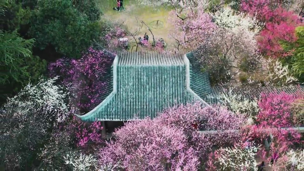 花簇 梅岗 梅花 天空 游廊植物 无人 无人机 南京视频素材