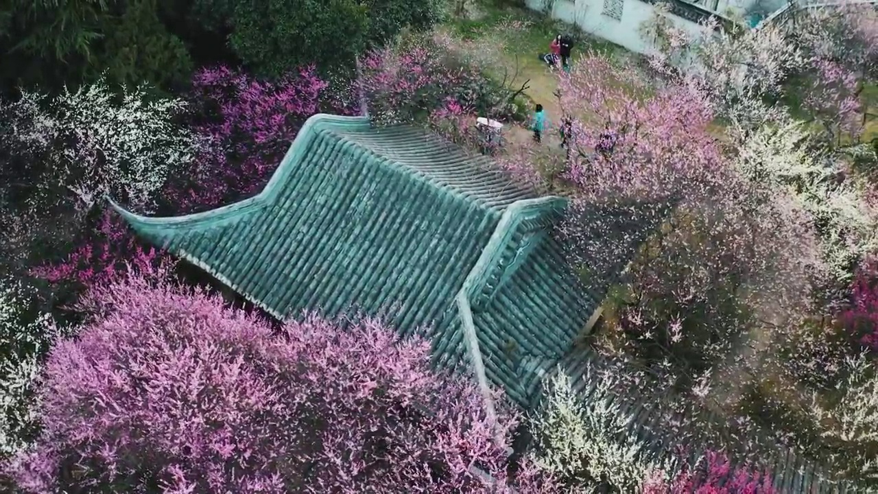 花簇 梅岗 梅花 天空 游廊植物 无人 无人机 南京视频素材