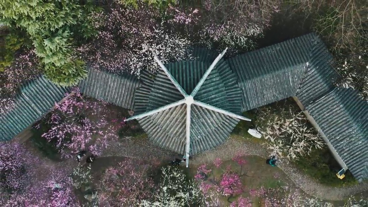 花簇 梅岗 梅花 天空 游廊植物 无人 无人机 南京视频素材