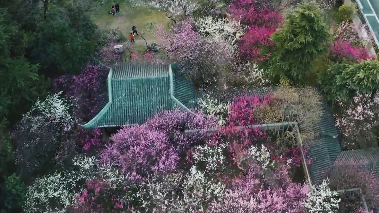 花簇 梅岗 梅花 天空 游廊植物 无人 无人机 南京视频素材