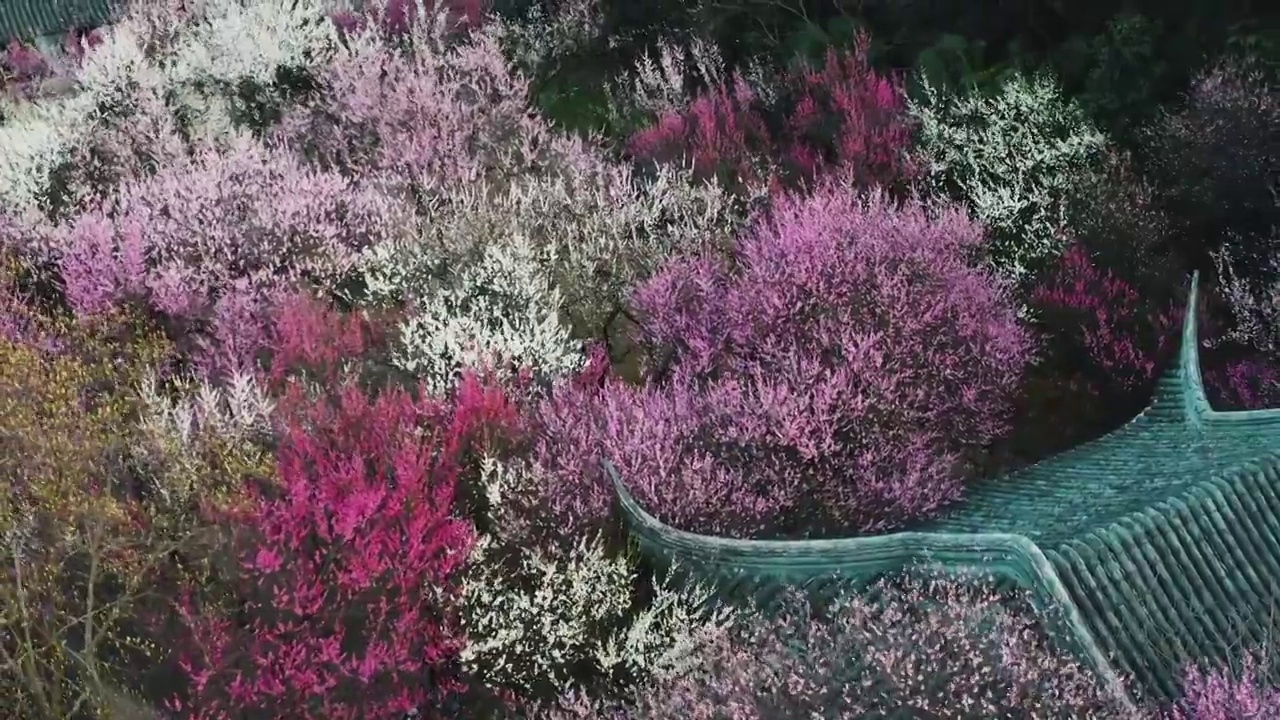 花簇 梅岗 梅花 天空 游廊植物 无人 无人机 南京视频素材