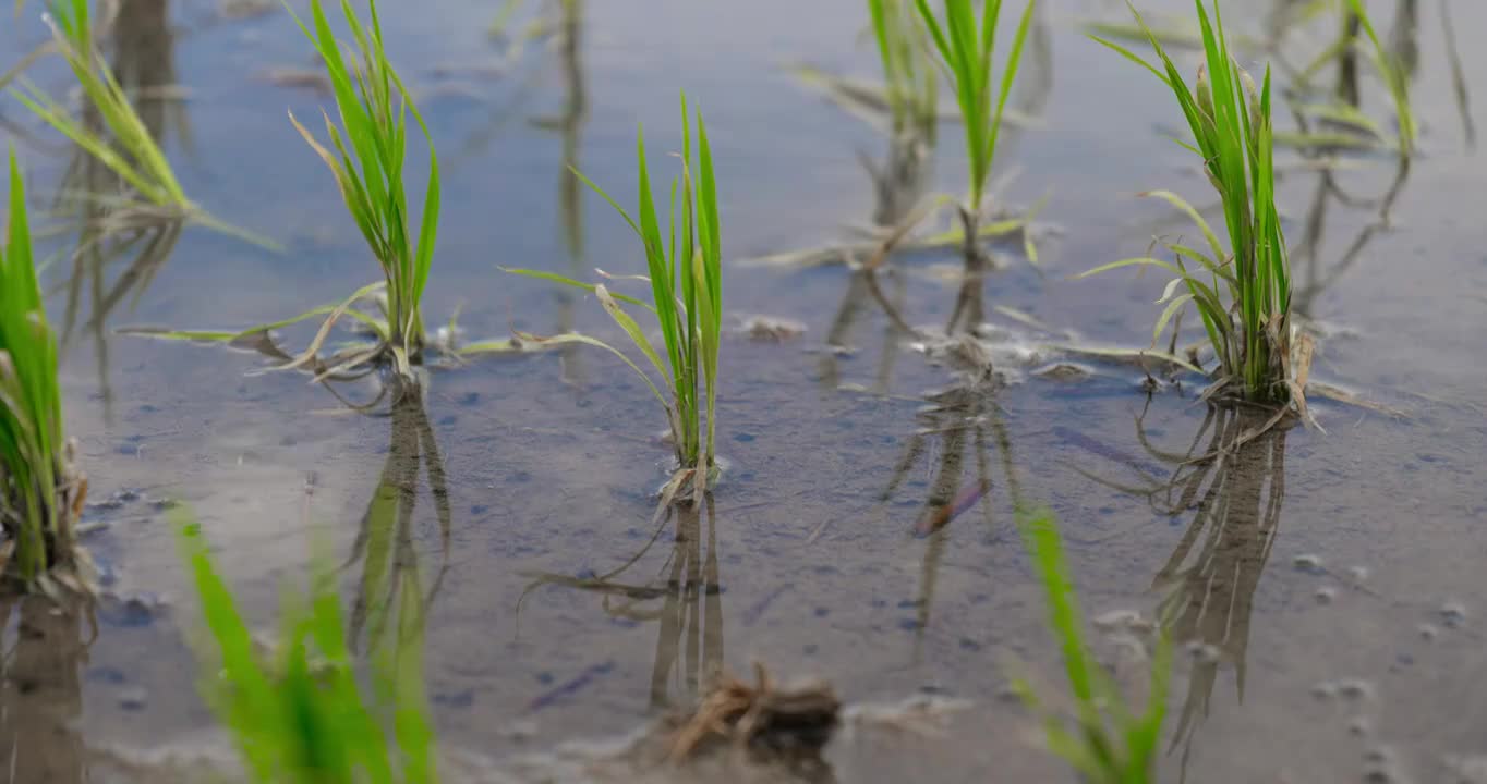 农业水稻苗稻苗生长视频素材