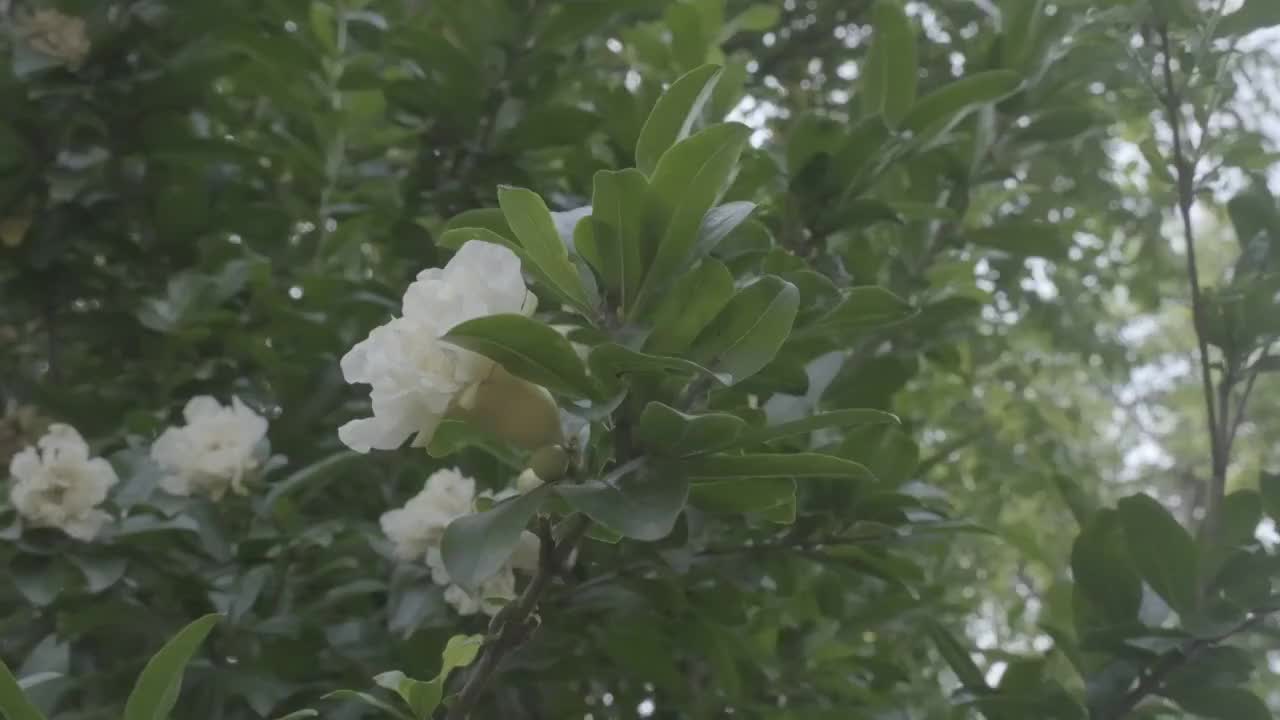 白色木槿花视频素材