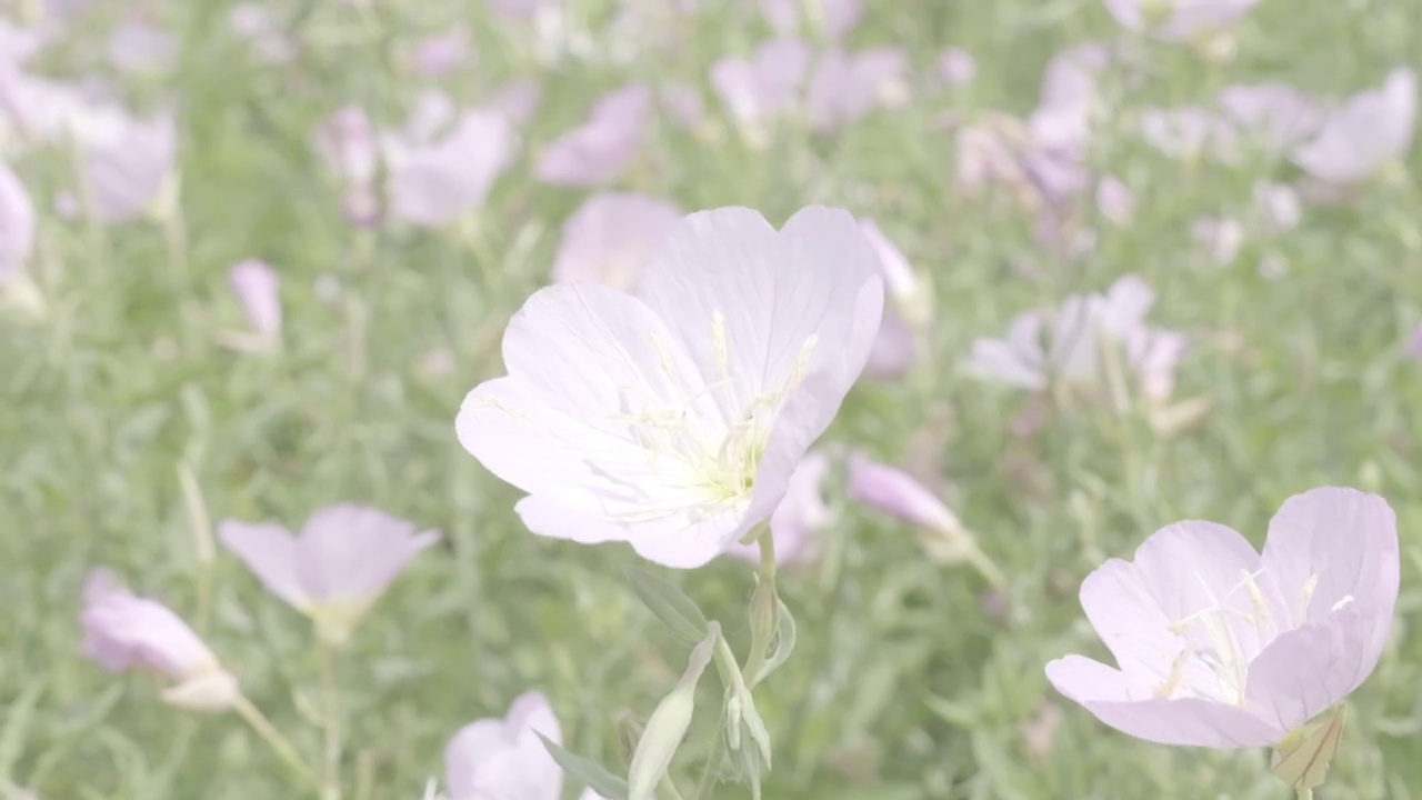 随风摇曳的月见草视频素材