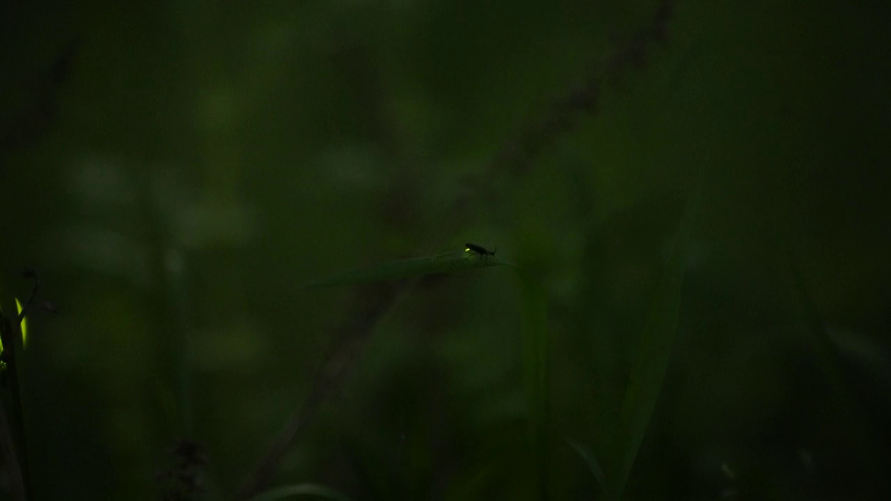 萤火虫萤光特写视频素材