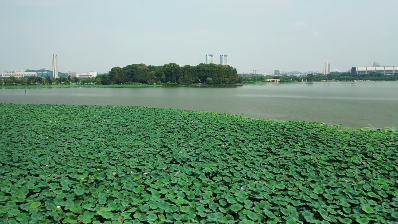 夏季南京玄武湖公园湖面开满了荷花，荷叶视频素材