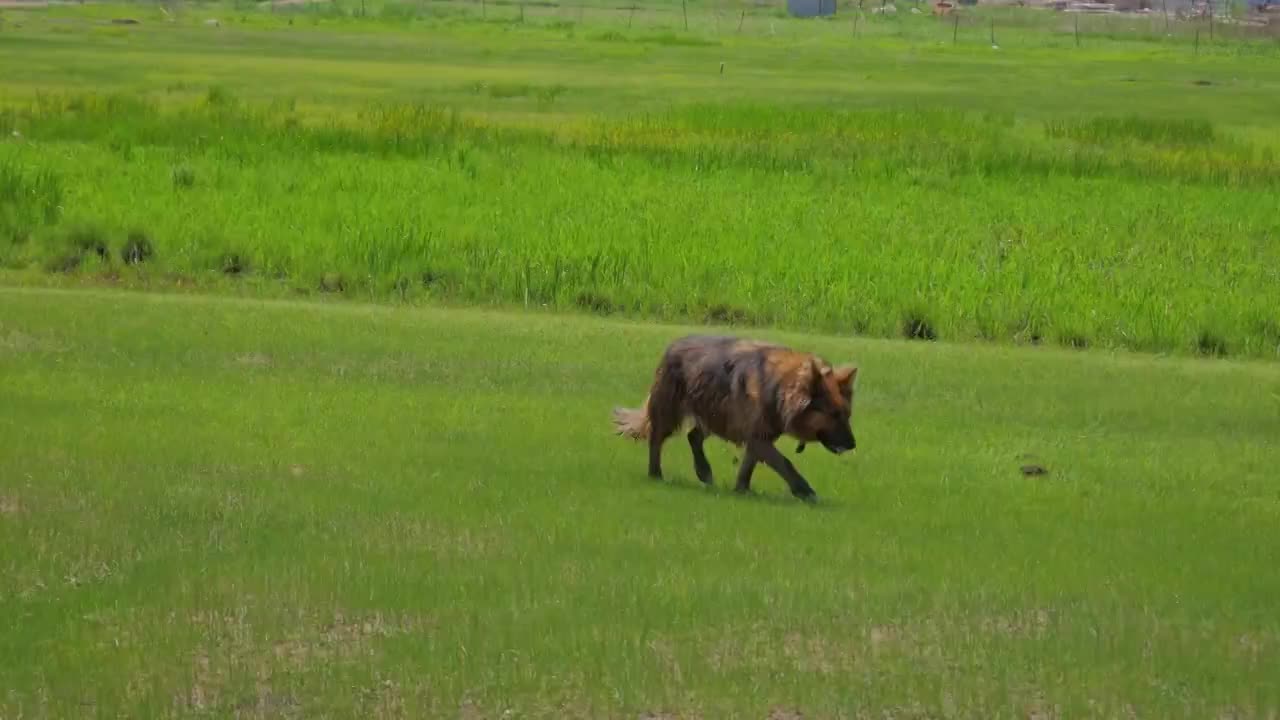 牧羊犬，草原，狗视频素材