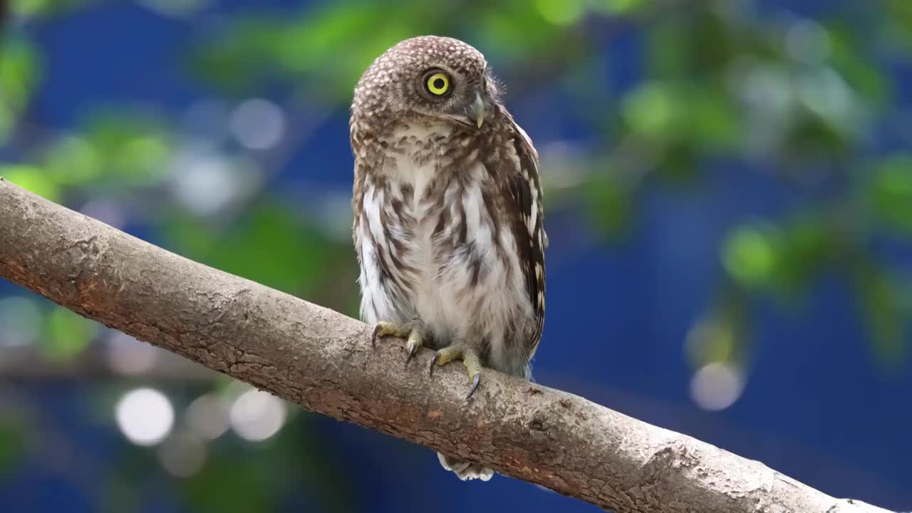 站在树干上的猫头鹰视频素材