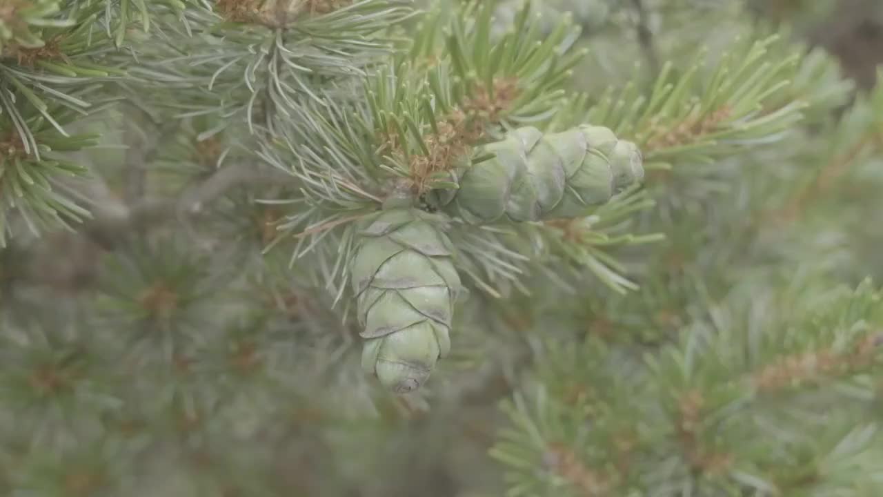 松树与松果视频素材