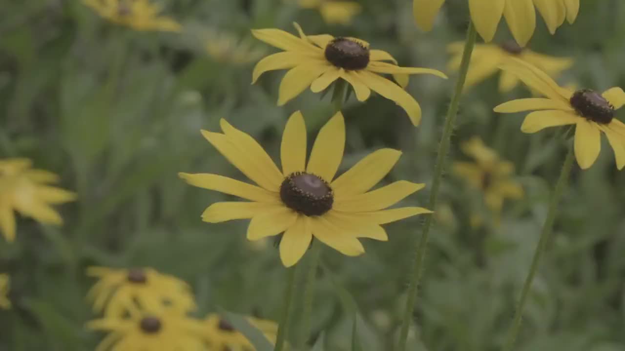 松果菊轻轻摇曳视频素材