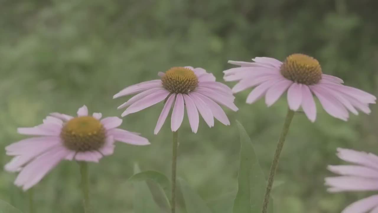 松果菊轻轻摇曳视频素材