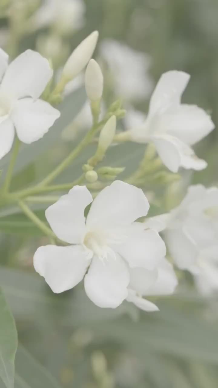 白色木槿花视频素材