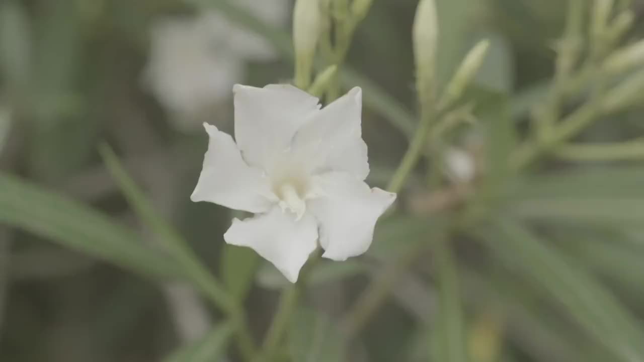 白色木槿花视频素材