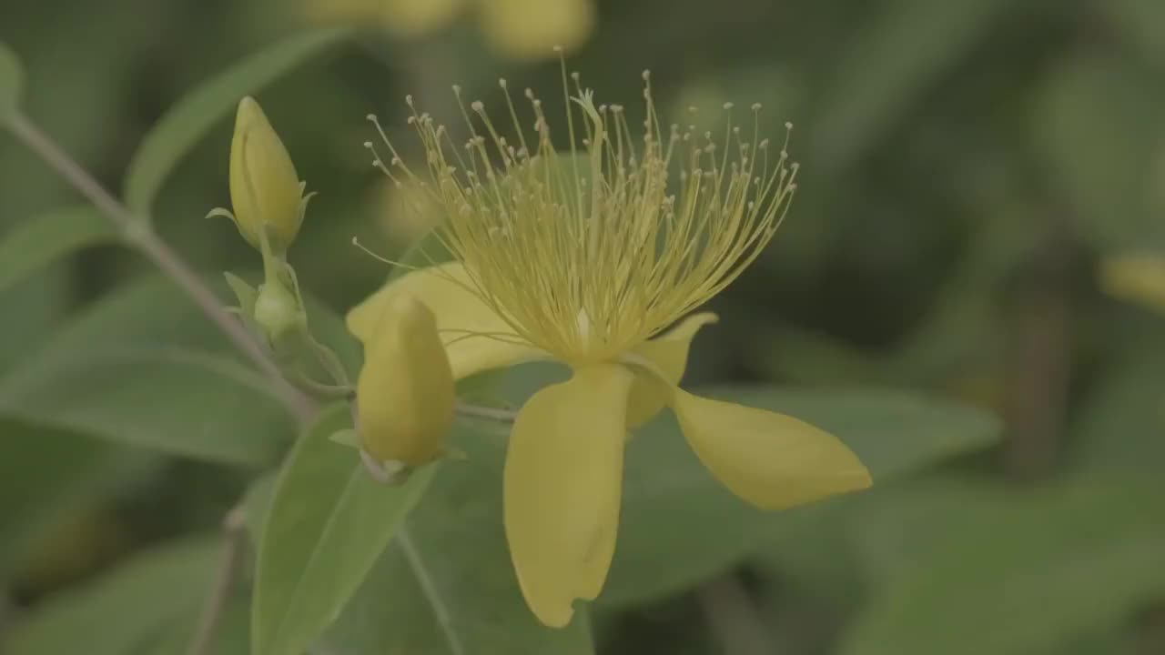 金丝桃花蕊视频素材