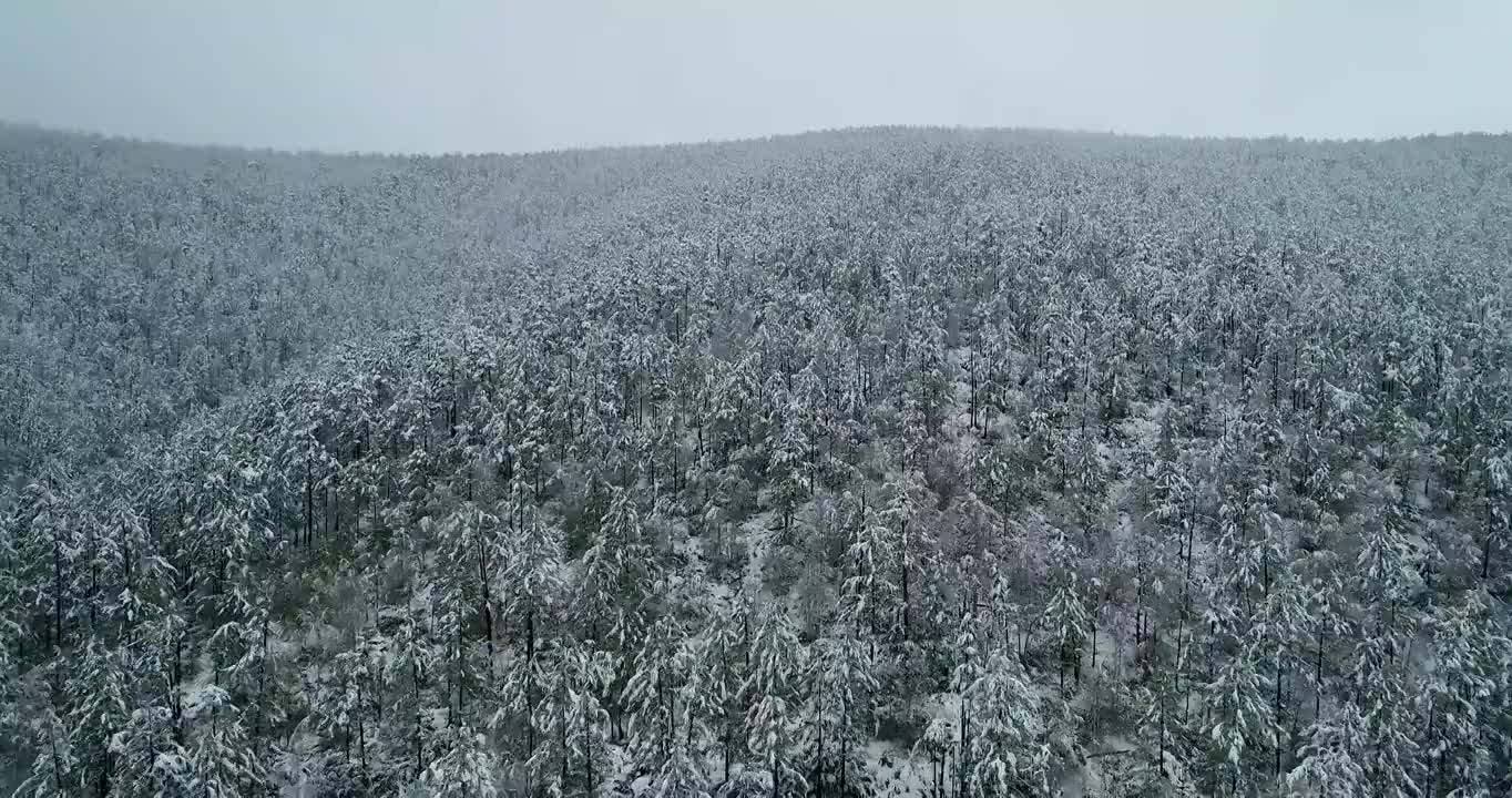 航拍大兴安岭春季极端天气降雪山林雾凇视频素材