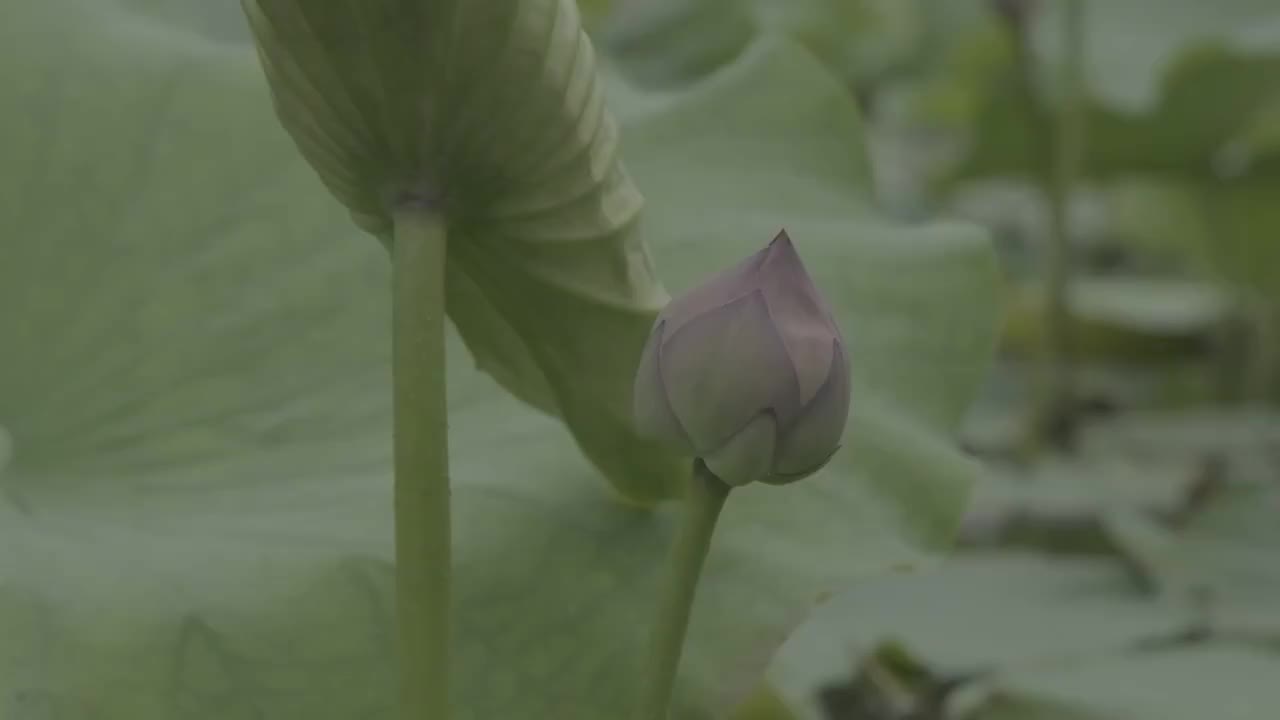 小荷才露尖尖角视频素材