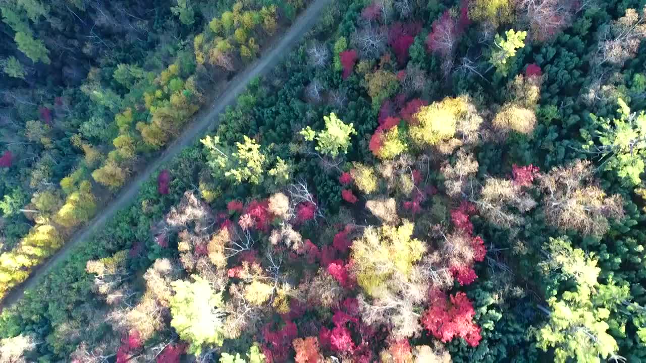 航拍大兴安岭原始森林彩林山路视频素材